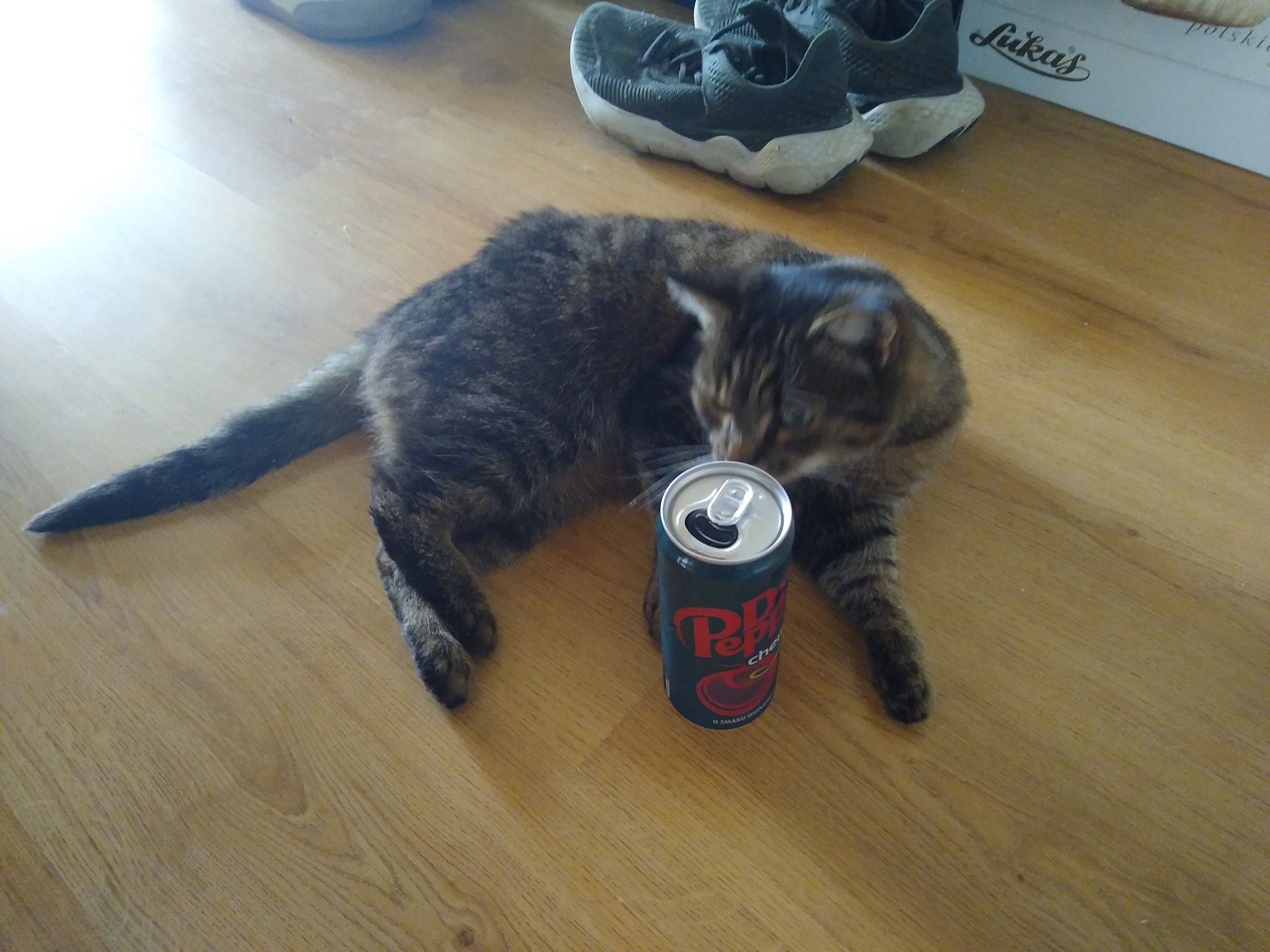 My cat with a can of Dr. Pepper